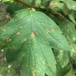 Sorbus latifolia Leht