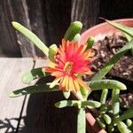 Malephora crocea Flors