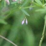 Vicia tetrasperma Kvet