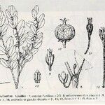 Phyllanthus buxoides Diğer