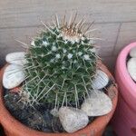 Mammillaria winterae Bark