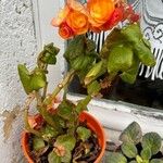 Begonia spp. Blomst