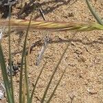 Sporobolus pungens Flower