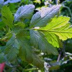 Chaerophyllum temulum Leaf