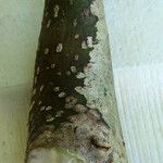 Meryta sonchifolia Corteza
