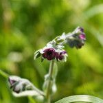 Cynoglossum columnae Flower