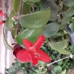 Aeschynanthus radicans 花