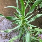 Hygrophila auriculata Leaf