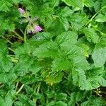 Erodium moschatum برگ