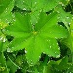 Alchemilla vulgaris برگ