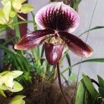 Paphiopedilum spp.花