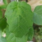 Solanum abutiloides Folio