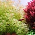 Limnophila indica Otro