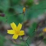 Lactuca muralis Flower