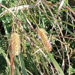Setaria sphacelata Cvet