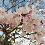 Tabebuia roseoalba Blüte