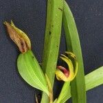 Maxillaria gomeziana Іншае