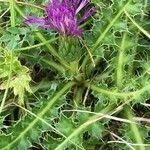 Cirsium acaule Liść