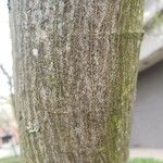 Amelanchier × grandiflora Bark