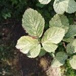 Rubus elegantispinosus Folio