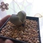 Lapidaria margaretae Hoja