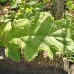 Tyrimnus leucographus Leaf