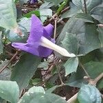Thunbergia erecta Flower
