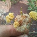 Nidorella spartioides Floro