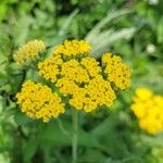 Achillea filipendulina花