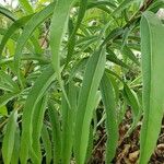 Helianthus maximiliani Leaf