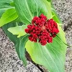 Centranthus ruberFlower