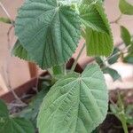 Sida cordifolia Other