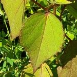 Hibiscus acetosella Leaf