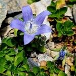 Campanula cenisia Lorea