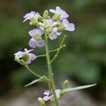 Arabidopsis cebennensis Mosusu