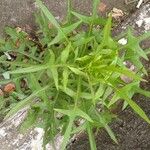 Lactuca canadensis Blad