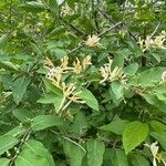 Lonicera morrowii Цвят