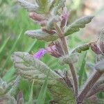 Teucrium scordium Kukka