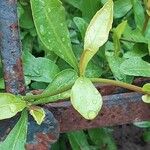 Plumbago europaea Листок