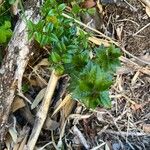Rhaphithamnus spinosus Hoja