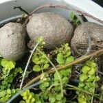 Dioscorea bulbifera ഫലം