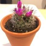 Mammillaria wrightii Flor
