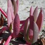 Crassula capitella Blad