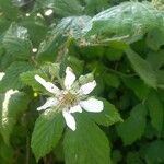 Rubus adscitus Flower
