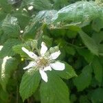 Rubus adscitus Flor