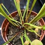 Sarracenia flava Hábito