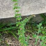 Lippia micromera Feuille