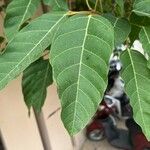 Ficus racemosa Fuelha