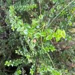 Rhaphithamnus spinosus Hoja