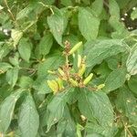 Syringa josikaea Fruit